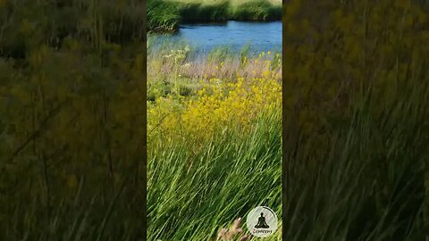 Calming Marshland | Relaxing Nature Sounds of Wind Rustling in the Grass