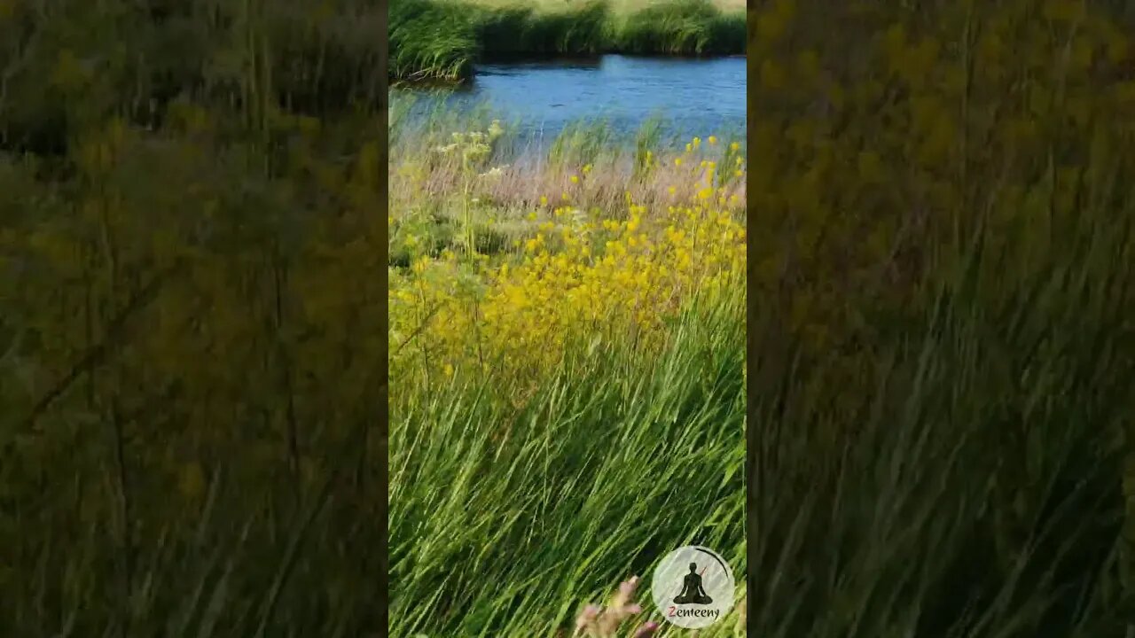 Calming Marshland | Relaxing Nature Sounds of Wind Rustling in the Grass