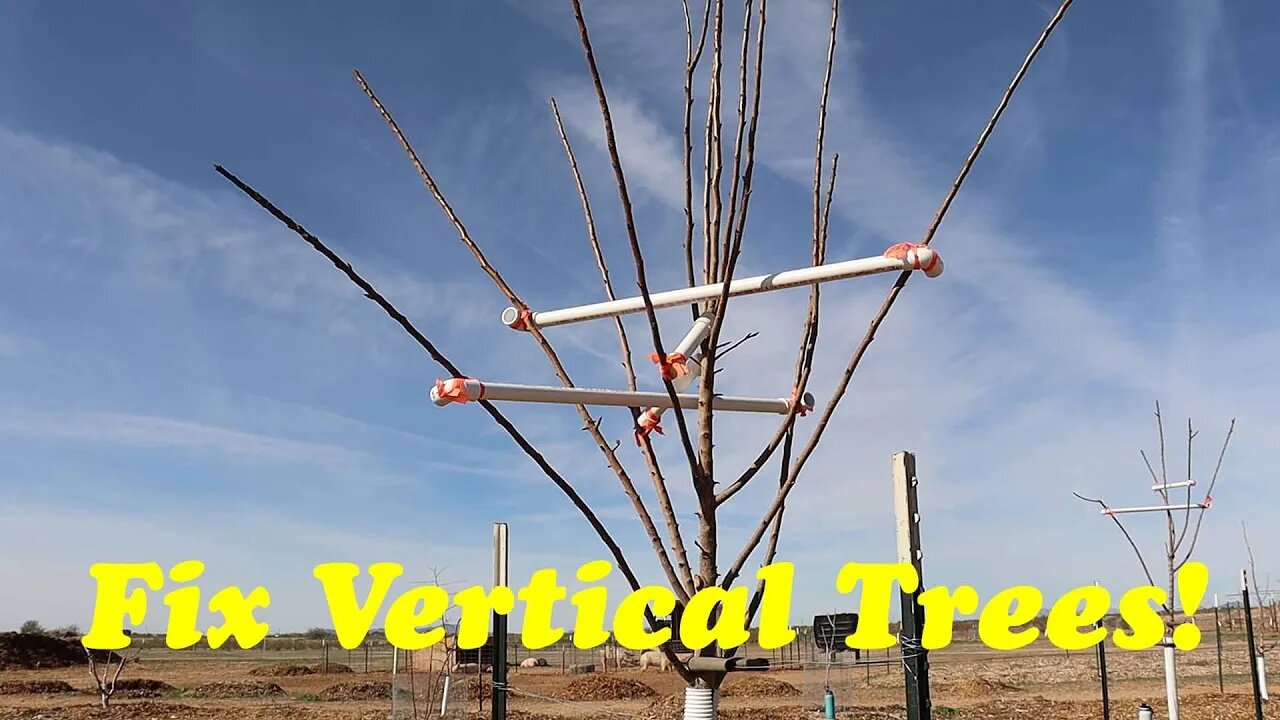 Tree Limb, Branch Spreader | DIY Option for Vertical Growing Trees