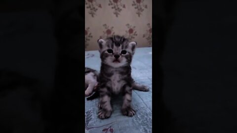 GATOS ENGRAÇADOS E FOFOS