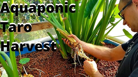Harvesting the taro in my aquaponics system (should you grow taro in aquaponics?)