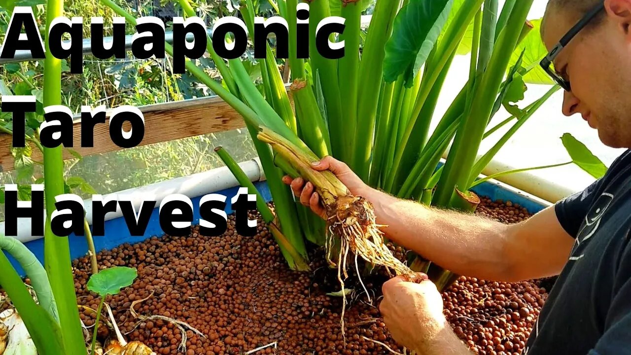 Harvesting the taro in my aquaponics system (should you grow taro in aquaponics?)