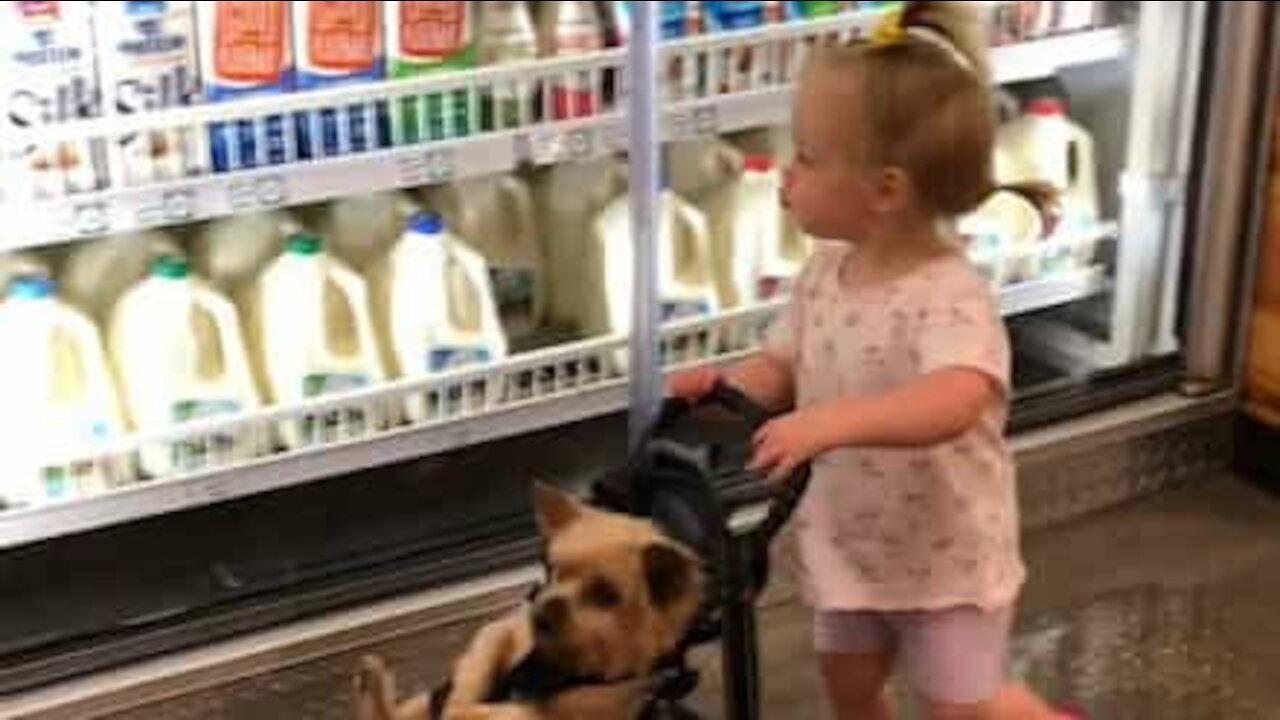 Cette fillette promène son chien en poussette