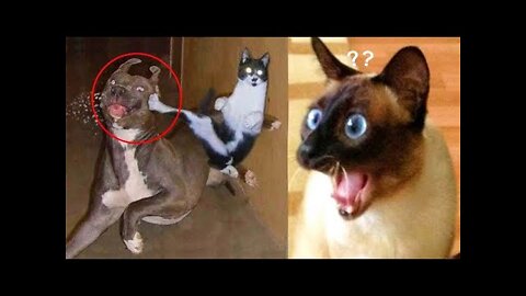 Funniest Animals 🐧 - Best Of The 2022 Funny Animal Videos 😁 - Cutest Animals Ever