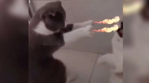 Funniest Animals best 2023