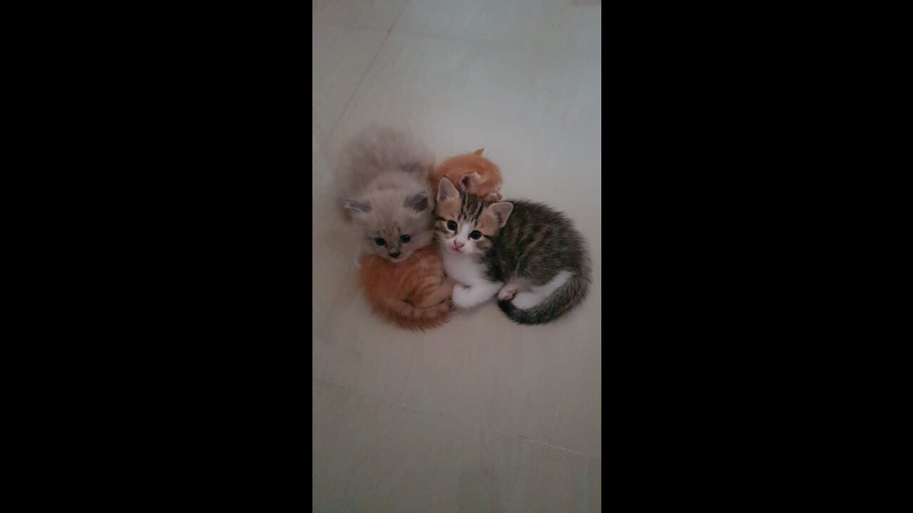Bubi famly - climbing cute kitten #part 1