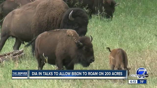 Denver airport in talks to allow bison to roam on 200 acres
