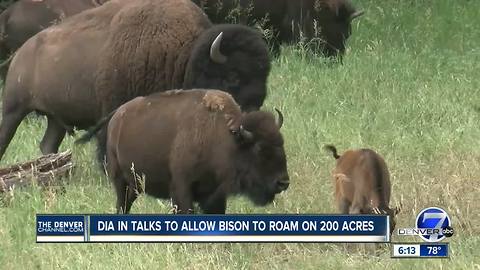 Denver airport in talks to allow bison to roam on 200 acres