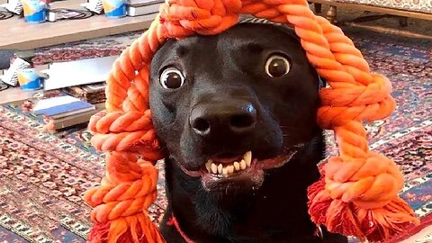 Best Funny Animal Videos 2023 - Funniest Cats And Dogs Video - Part - 70