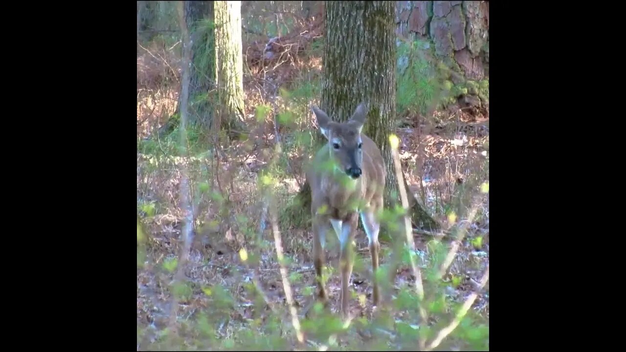 deer in the woods