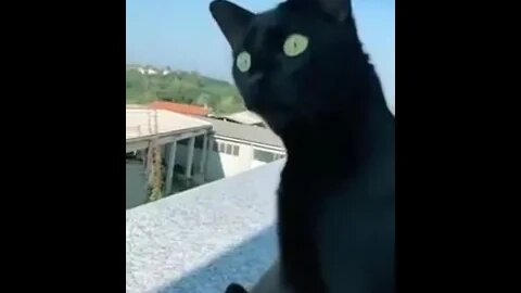 Cat Eagerly Listening To Screaming