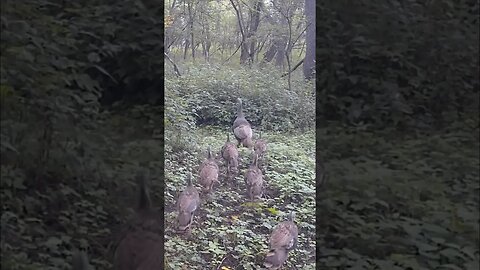 Mom & POULTS In My BACKYARD!!!