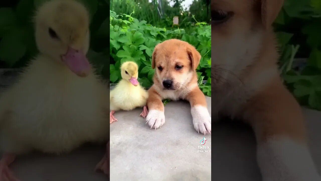 There is an emotion called growing up together 🥰🥰
