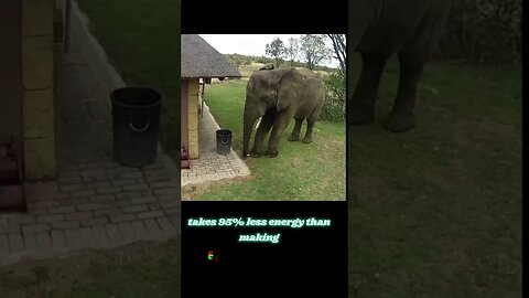 elephant recycles cans #zoobox #nonsense #funny #seewhatididthere