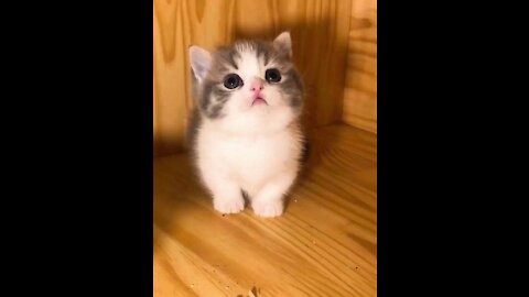 Cute and Funny Cat's and Owners the best friends