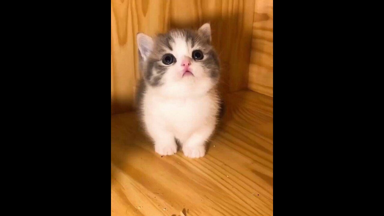 Cute and Funny Cat's and Owners the best friends