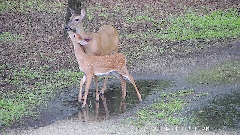 Fawns - I Love to Walk in the Rain