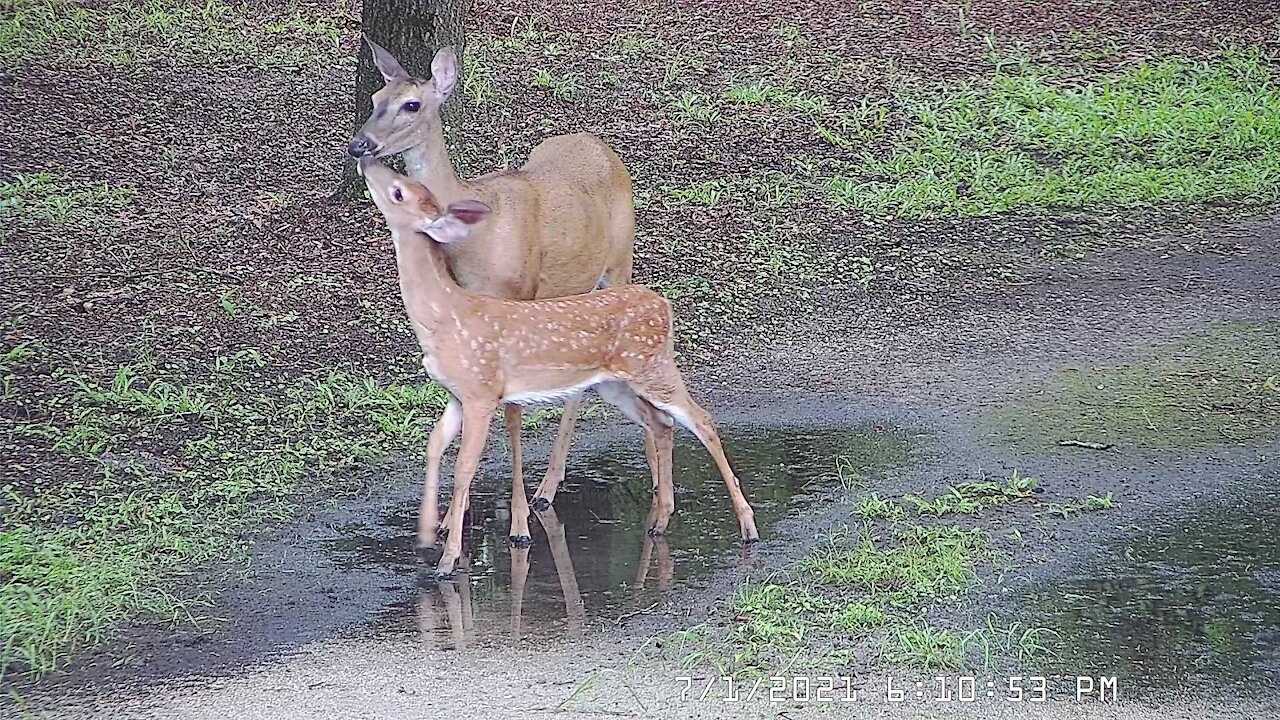 Fawns - I Love to Walk in the Rain