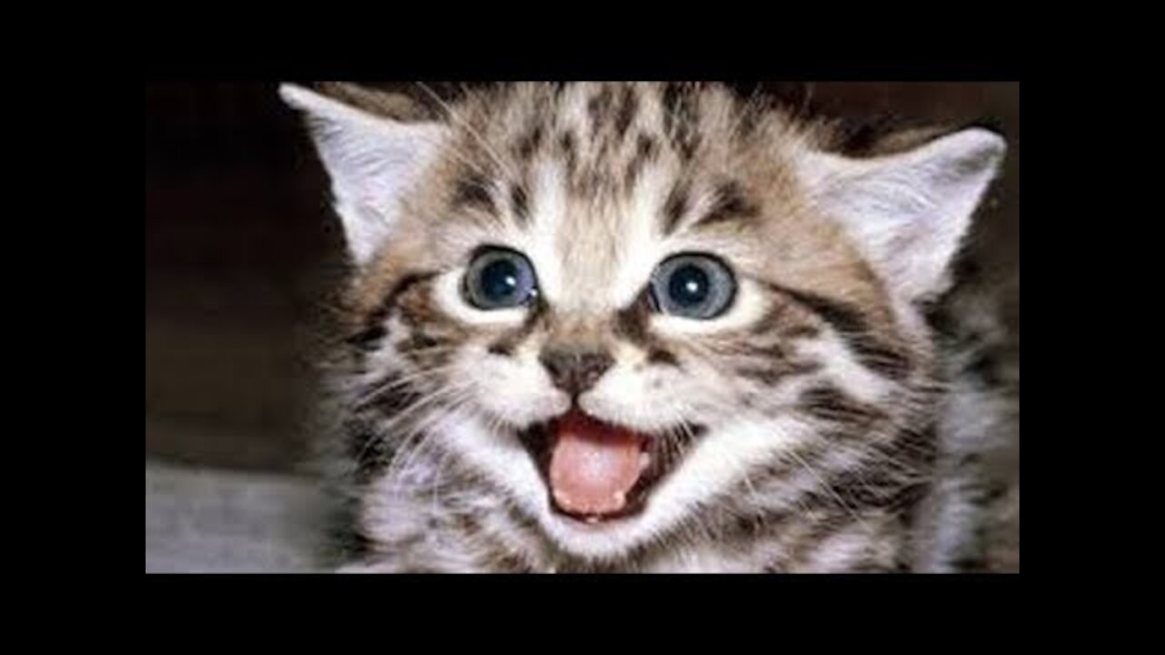 Chats Mignons ✪ Chats Drôles ✪ Vidéo De Chats À Mourir De Rire n°10