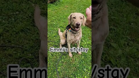 3rd sit/stay lesson for Emmi #sitstay #goodestgirl #chesapeakebayretriever