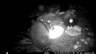 Porcupine and her apple. It’s her favorite night time snack