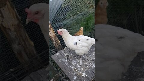 Let's Have A Little Fun And Name This Little One #chickens #chickenshorts