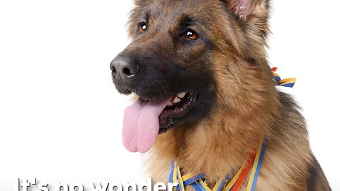 German Shepherd Dog Breed Info