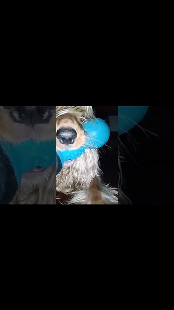 #dogshow, #amimals, #dogs, #shorts