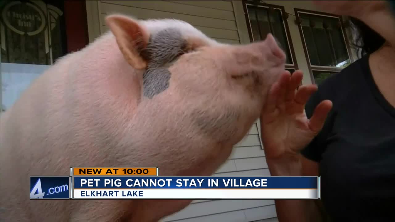 Save Strawberry: Elkhart Lake, pet owner battle over 'emotional support pig'