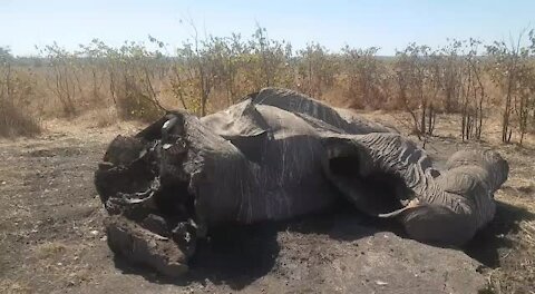 Elephant poaching has increased in the Kruger National Park: SANParks (R8u)