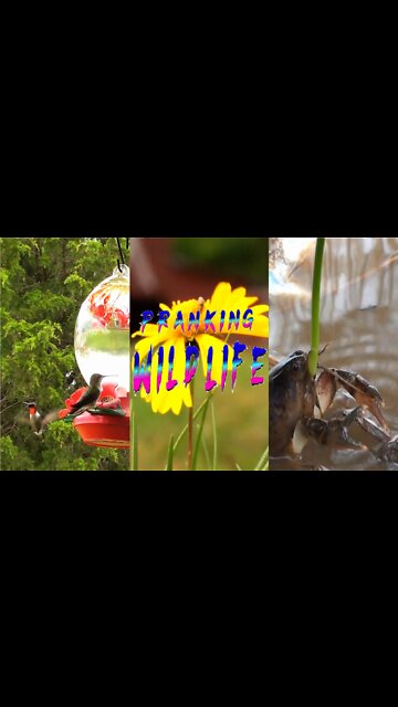 Pranking Wildlife Episode 1