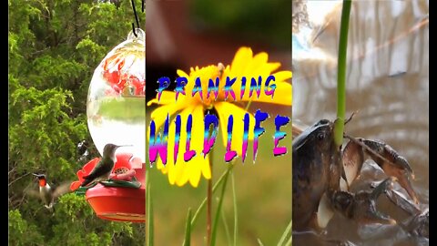 Pranking Wildlife Episode 1