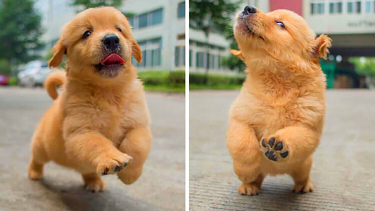 Funniest & Cutest Golden Retriever Puppies