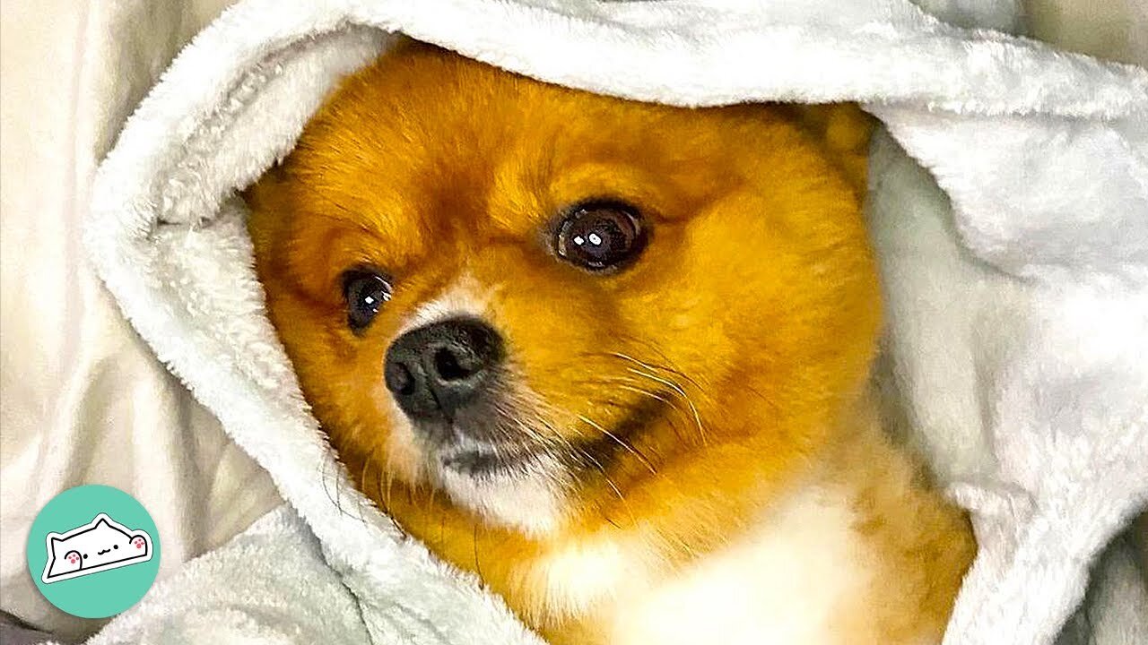 Shy Pomeranian Used to Hide From People. Now They Can’t Escape Him! | Furry Buddies