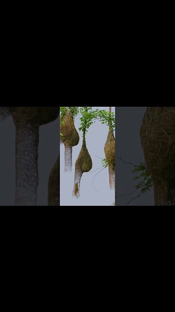 Morning Feed Baya Weaver