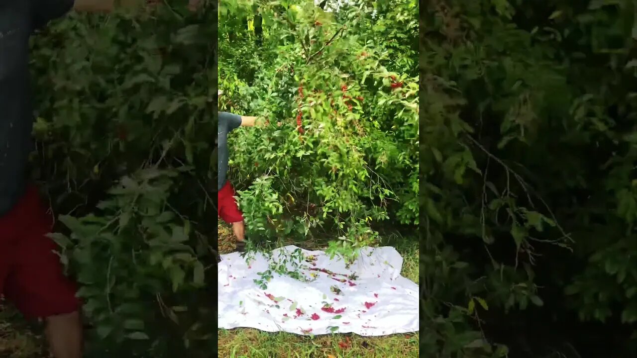 Harvesting autumn olives. We made jelly out of this run. #prepping #prepper #homesteading