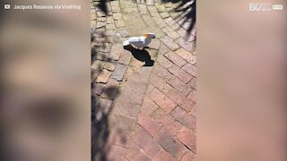 Cockatoo perfectly mimics the sound of a dog and a cat