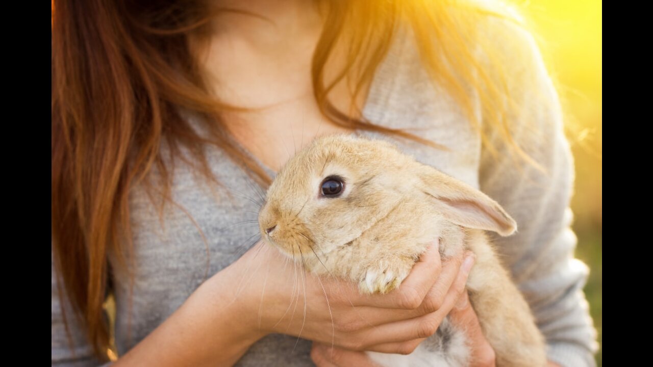 learn a safe way to pick up a bunny