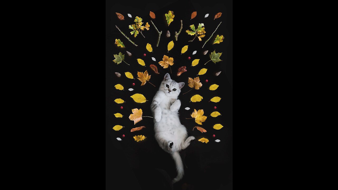 Cute Kitten( short legs) 2021