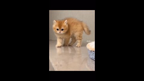 Funny cats