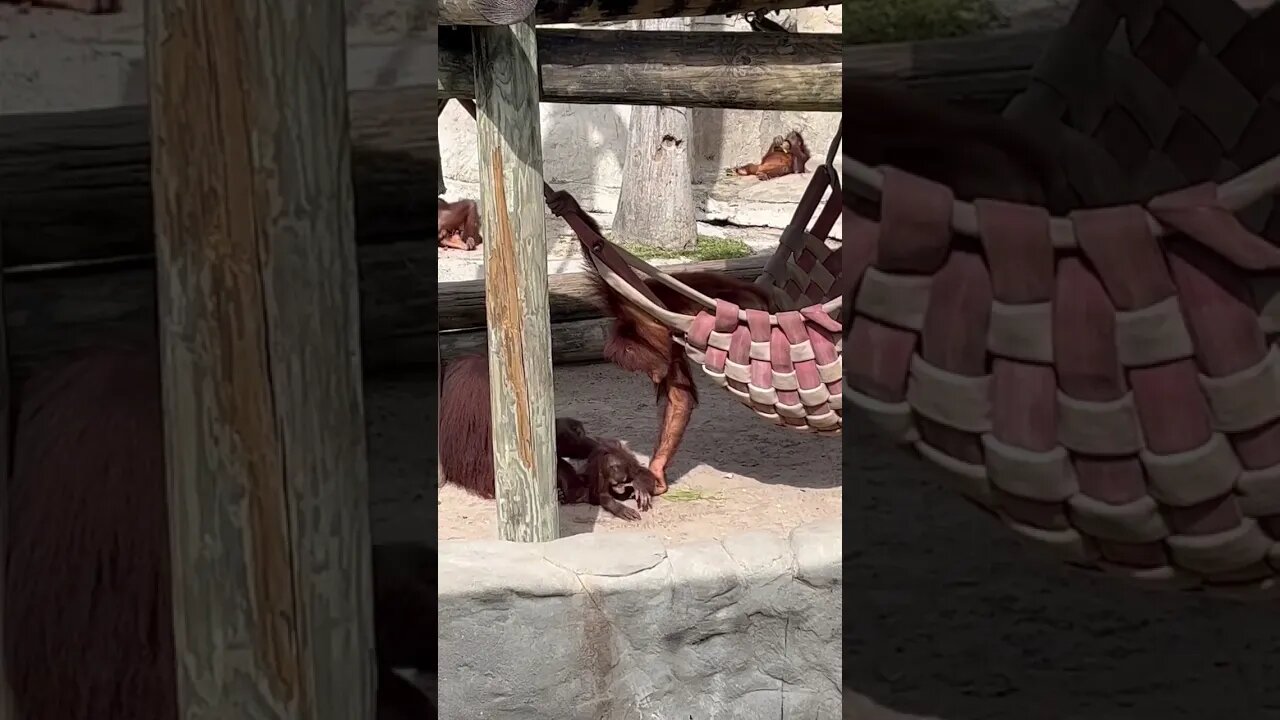 BABY ORANGUTAN 🦧 #shorts #zootampa
