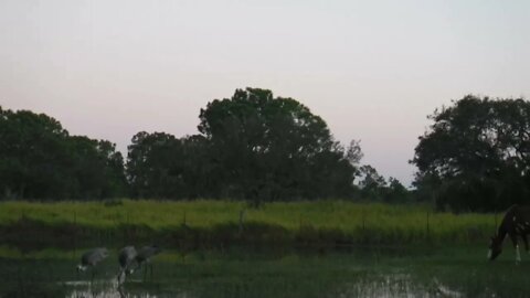 Clara and Sandhills after the hurricane