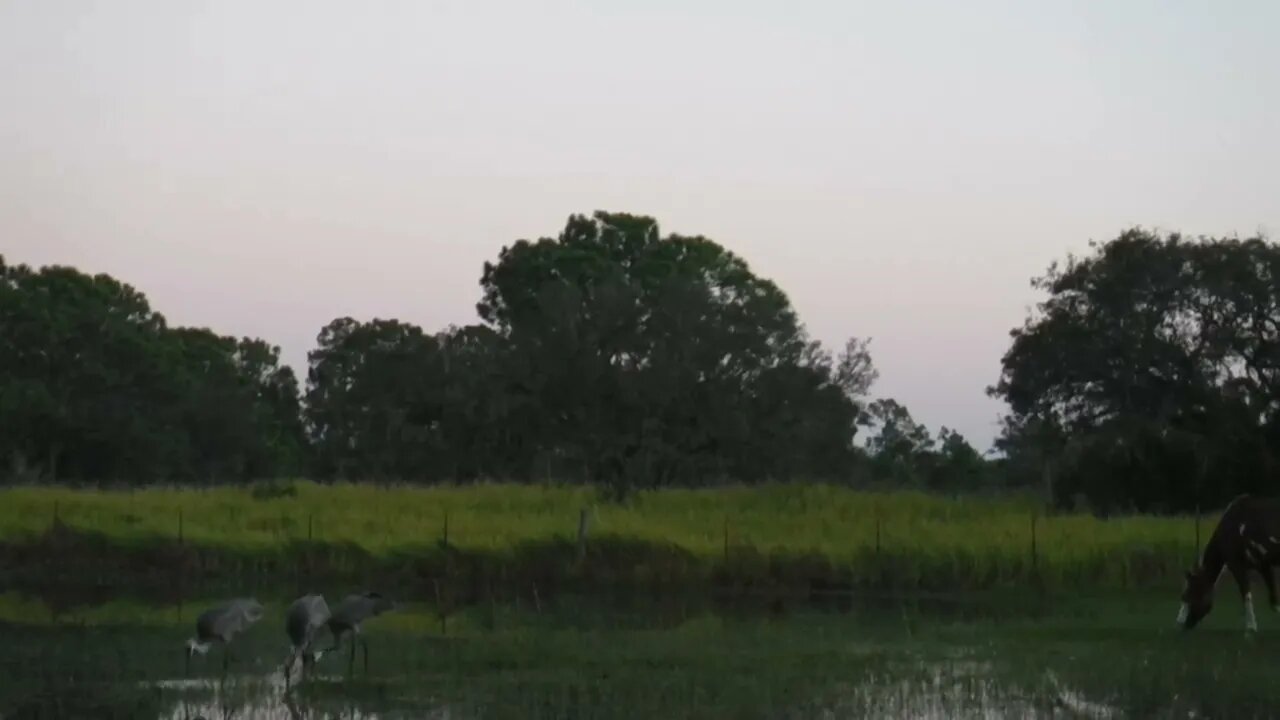 Clara and Sandhills after the hurricane