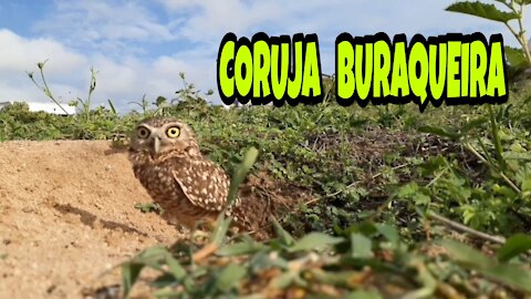 Coruja buraqueira