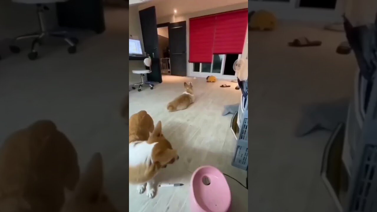 **Title: Hilarious Cat and Dog Compilation! 😂🐱🐶**