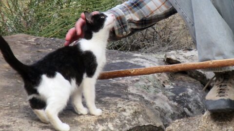 Our Cats #91 #shorts - Pasha Follows & Learns From Her 'Dad' How To Hike On Big Rocks