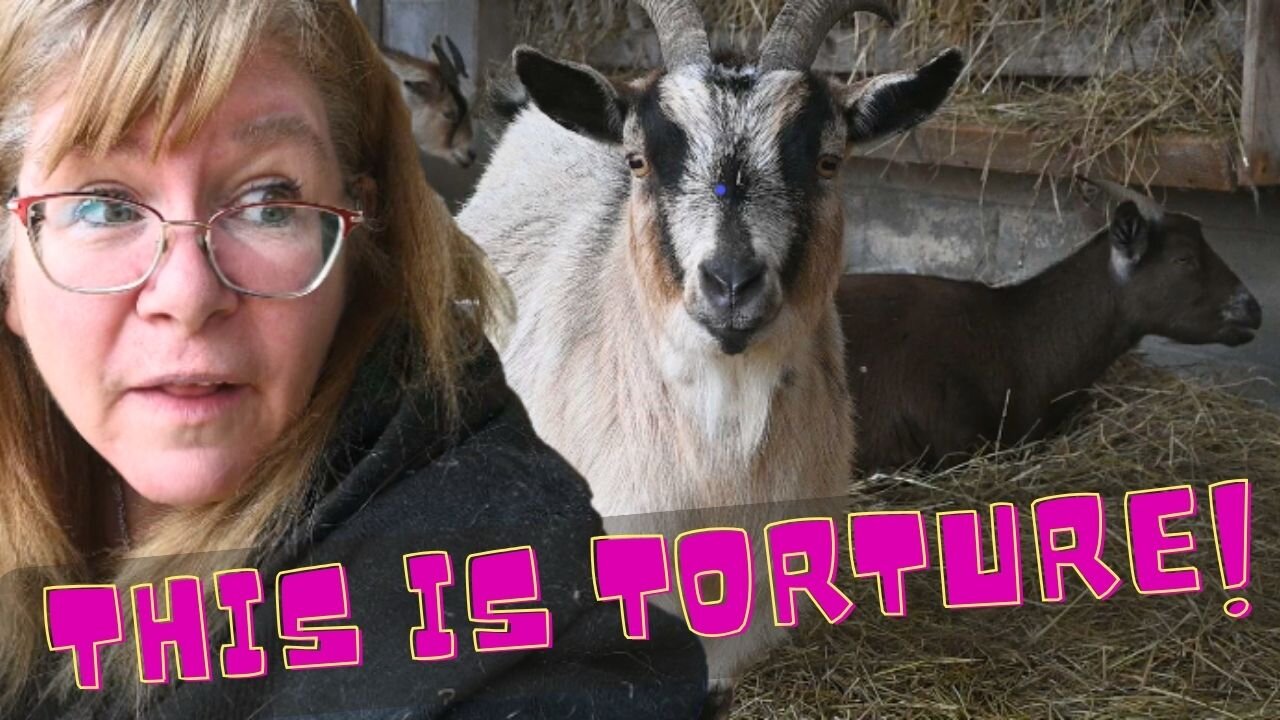 DON'T HAVE BABY GOATS!