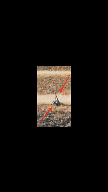 Hunting Coyotes || #shorts #ytshorts #animals #hunter #viral #trending #shortsvideo #02