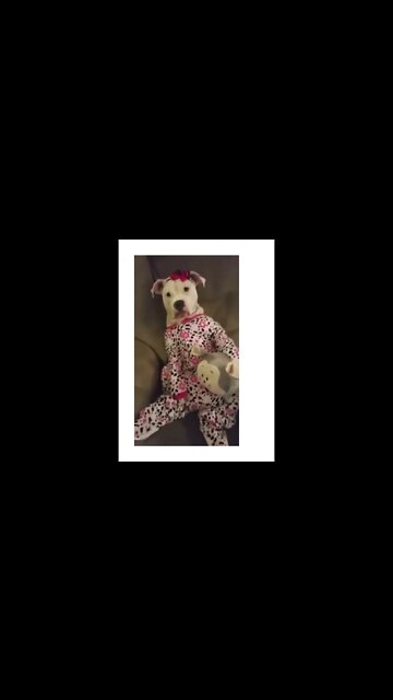 a patrulha canina #shorts