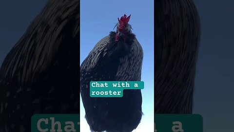 Chat with Clancy the rooster